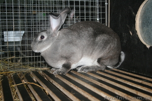 продам кроликов породи рекс - <ro>Изображение</ro><ru>Изображение</ru> #2, <ru>Объявление</ru> #378281