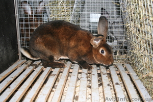 продам кроликов породи рекс - <ro>Изображение</ro><ru>Изображение</ru> #3, <ru>Объявление</ru> #378281