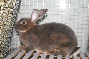 продам кроликов породи рекс - <ro>Изображение</ro><ru>Изображение</ru> #5, <ru>Объявление</ru> #378281