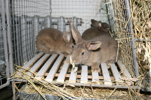 продам кроликов породи рекс - <ro>Изображение</ro><ru>Изображение</ru> #6, <ru>Объявление</ru> #378281