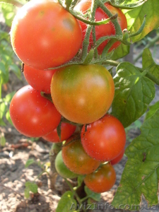 Семена-почтой: коллекция разнообразных томатов, всего около 300 сортов - <ro>Изображение</ro><ru>Изображение</ru> #3, <ru>Объявление</ru> #504665