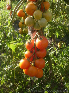 Семена-почтой: коллекция разнообразных томатов, всего около 300 сортов - <ro>Изображение</ro><ru>Изображение</ru> #2, <ru>Объявление</ru> #504665