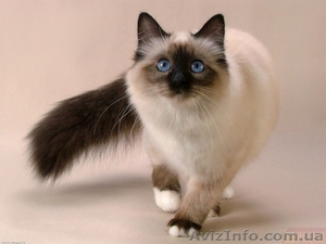 Куплю котёнка тайской(сиамской) породы - <ro>Изображение</ro><ru>Изображение</ru> #1, <ru>Объявление</ru> #570761