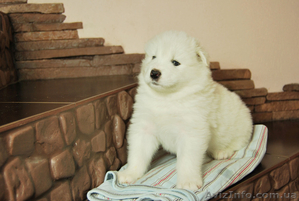 продаются клубные щенки самодской лайки(самоеда)