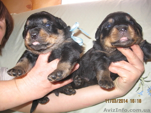 Продаются щенки породы ротвейлер