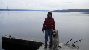 Дрессировка собак и обучение собак