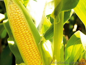 Насіння кукурудзи Гран 310 (ФАО 250)