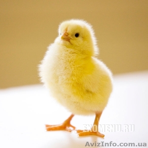 суточный молодняк бройлера,  курей несушек,  мясо-яичных курей , уток