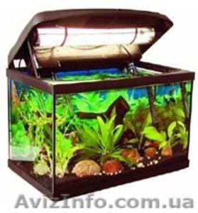 аквариум с крышкой 50 л - <ro>Изображение</ro><ru>Изображение</ru> #1, <ru>Объявление</ru> #1566165