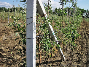 З/б стовпчики (ж/б столбики) б/у та нові від виробника