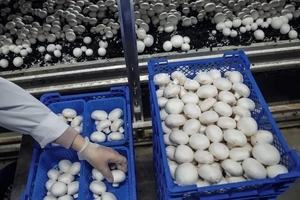 Різальники (ці) грибів шампіньйонів