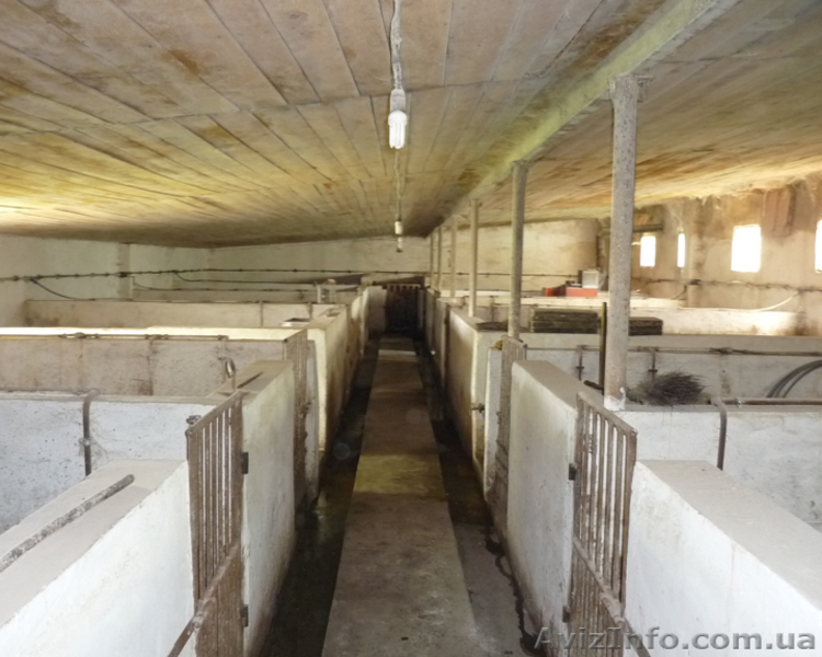 Продається свинокомплекс  - <ro>Изображение</ro><ru>Изображение</ru> #1, <ru>Объявление</ru> #69000