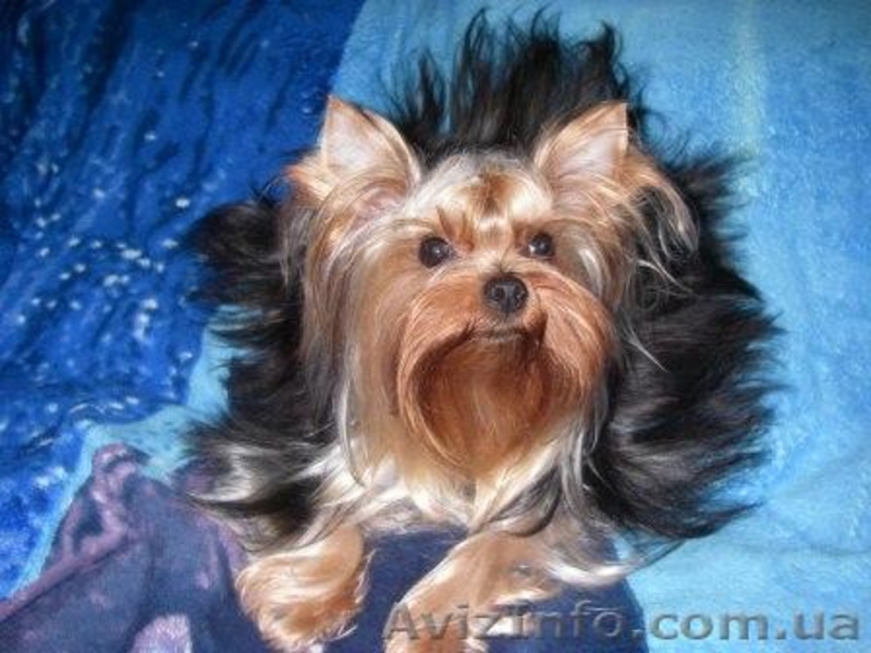 Гламурные Щеночки Йоркширского терьера.Доставка/КСУ - <ro>Изображение</ro><ru>Изображение</ru> #2, <ru>Объявление</ru> #154947