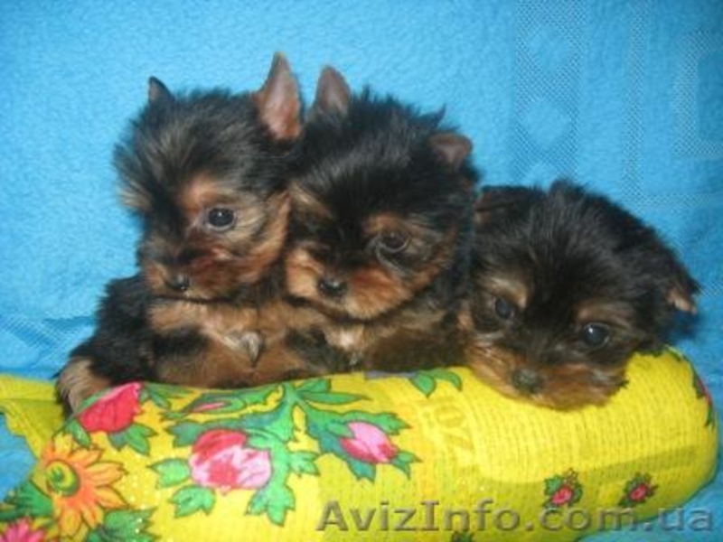 Элитные и Гламурные  Щеночки Йоркширского терьера - <ro>Изображение</ro><ru>Изображение</ru> #1, <ru>Объявление</ru> #170836