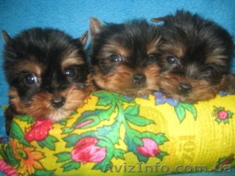 Элитные и Гламурные  Щеночки Йоркширского терьера - <ro>Изображение</ro><ru>Изображение</ru> #3, <ru>Объявление</ru> #170836