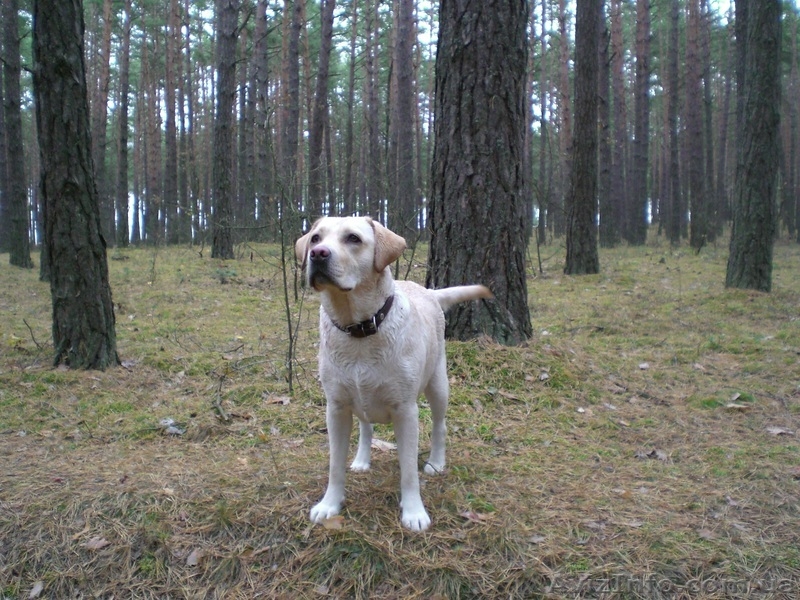 Появились щенки Лабрадор Ретривер - <ro>Изображение</ro><ru>Изображение</ru> #2, <ru>Объявление</ru> #208322