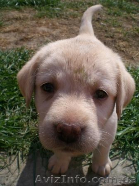 Появились щенки Лабрадор Ретривер - <ro>Изображение</ro><ru>Изображение</ru> #4, <ru>Объявление</ru> #208322