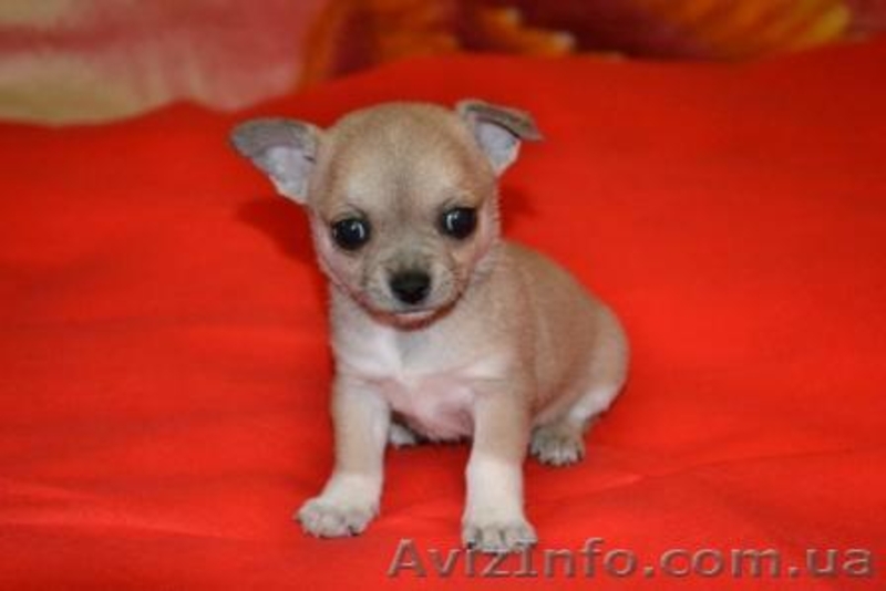 Чихуахуа шоу-класса! - <ro>Изображение</ro><ru>Изображение</ru> #3, <ru>Объявление</ru> #279181