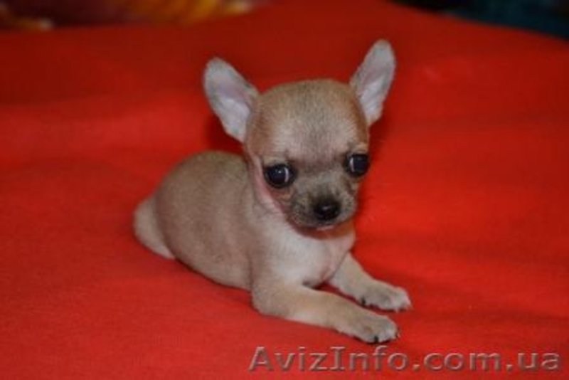 Чихуахуа шоу-класса! - <ro>Изображение</ro><ru>Изображение</ru> #1, <ru>Объявление</ru> #279181