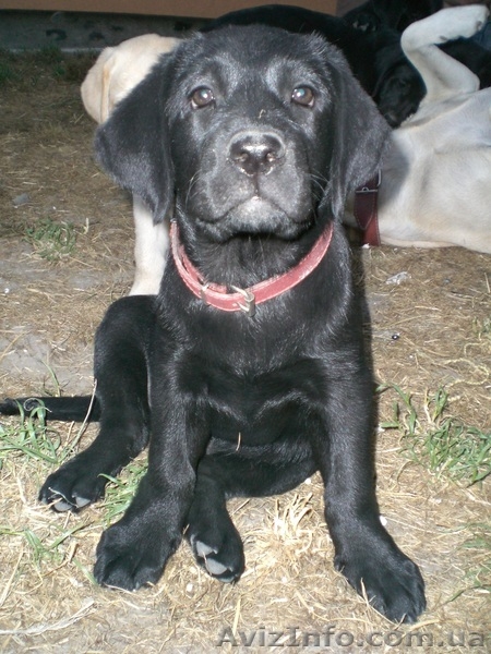 Появились щенки Лабрадор Ретривер - <ro>Изображение</ro><ru>Изображение</ru> #6, <ru>Объявление</ru> #208322