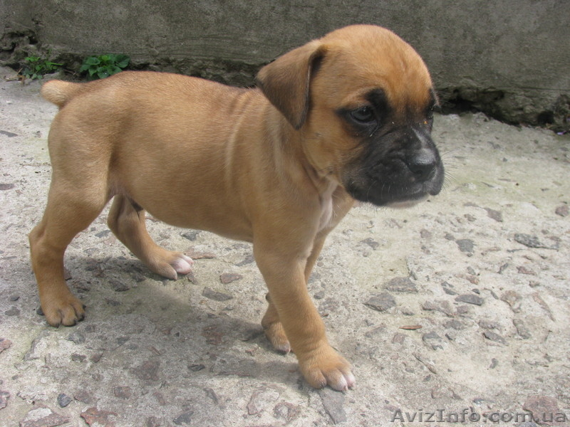 ПРОДАЮ ЩЕНКИ БОКСЕРА - <ro>Изображение</ro><ru>Изображение</ru> #2, <ru>Объявление</ru> #354888