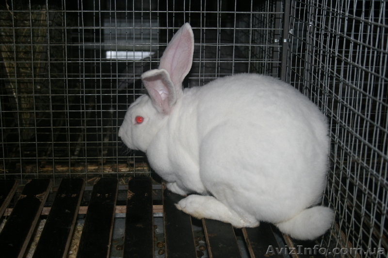 продам кроликов породи рекс - <ro>Изображение</ro><ru>Изображение</ru> #1, <ru>Объявление</ru> #378281