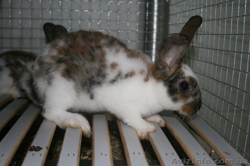 продам кроликов породи рекс - <ro>Изображение</ro><ru>Изображение</ru> #4, <ru>Объявление</ru> #378281