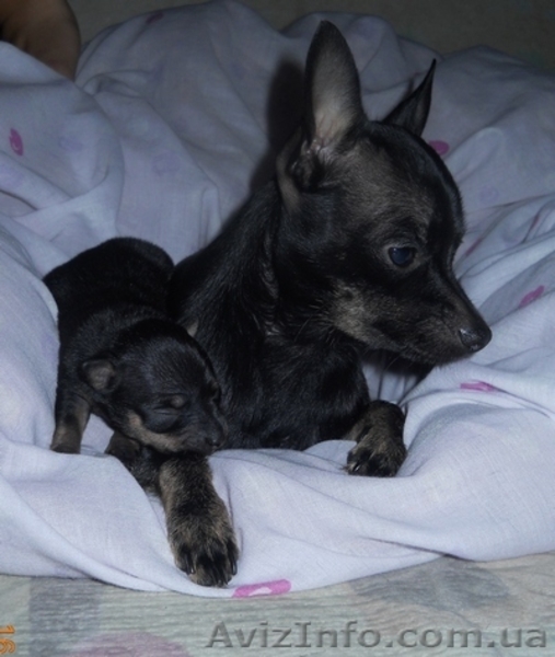 Продам щенка русского той-терьера - <ro>Изображение</ro><ru>Изображение</ru> #3, <ru>Объявление</ru> #455741