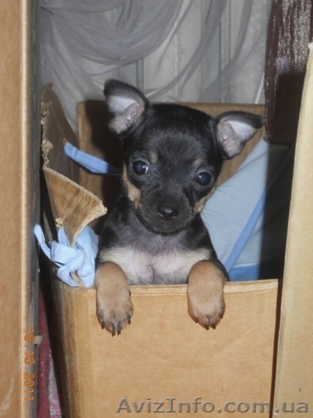 Продам щенка русского той-терьера - <ro>Изображение</ro><ru>Изображение</ru> #2, <ru>Объявление</ru> #455741