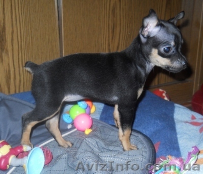 Продам щенка русского той-терьера - <ro>Изображение</ro><ru>Изображение</ru> #4, <ru>Объявление</ru> #455741