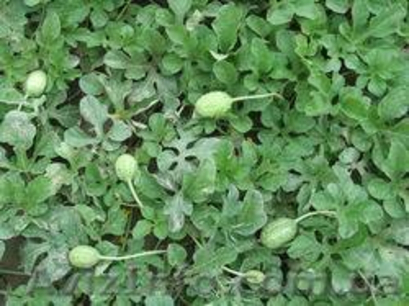 Семена - почтой: овощные экзоты - кивано, момордика, тзимбало и др.,  - <ro>Изображение</ro><ru>Изображение</ru> #3, <ru>Объявление</ru> #504675