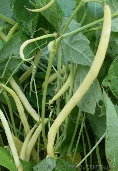 Семена-почтой: коллекция фасоли зерновой, спаржевой, грибной, вигны. - <ro>Изображение</ro><ru>Изображение</ru> #2, <ru>Объявление</ru> #504698