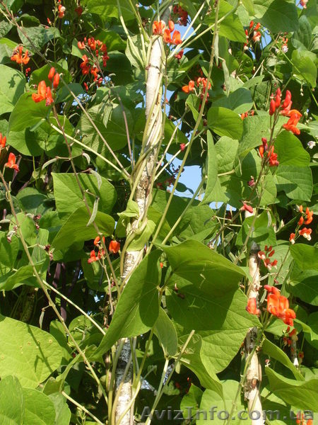 Семена-почтой: коллекция фасоли зерновой, спаржевой, грибной, вигны. - <ro>Изображение</ro><ru>Изображение</ru> #1, <ru>Объявление</ru> #504698