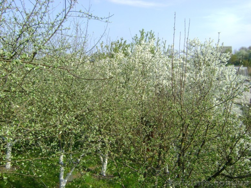 Продам дачу в Рівне (Городище) - <ro>Изображение</ro><ru>Изображение</ru> #2, <ru>Объявление</ru> #564182