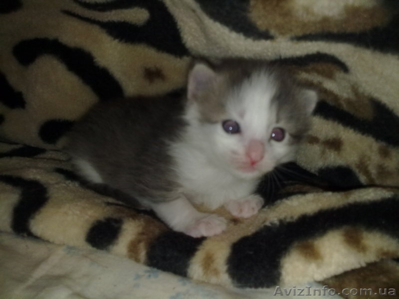 отдам котят на любой вкус - <ro>Изображение</ro><ru>Изображение</ru> #1, <ru>Объявление</ru> #629847