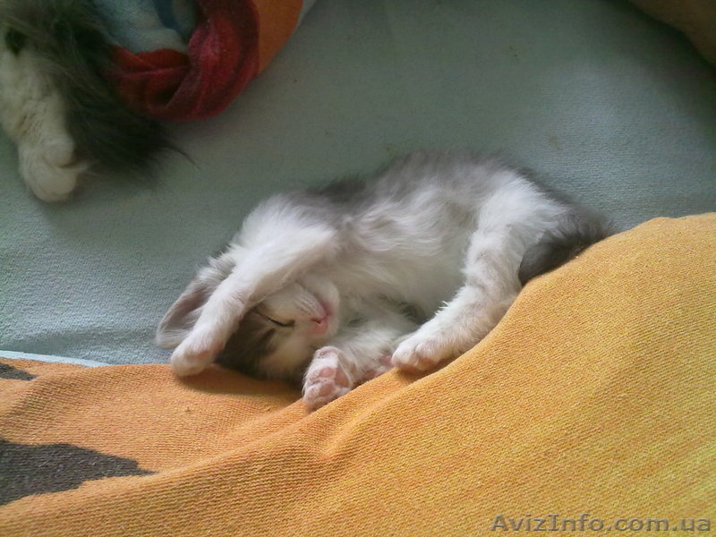 отдам котят на любой вкус - <ro>Изображение</ro><ru>Изображение</ru> #2, <ru>Объявление</ru> #629847