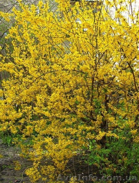 ФОРЗИЦИЯ - Многолетник (саженцы) - <ro>Изображение</ro><ru>Изображение</ru> #2, <ru>Объявление</ru> #605177