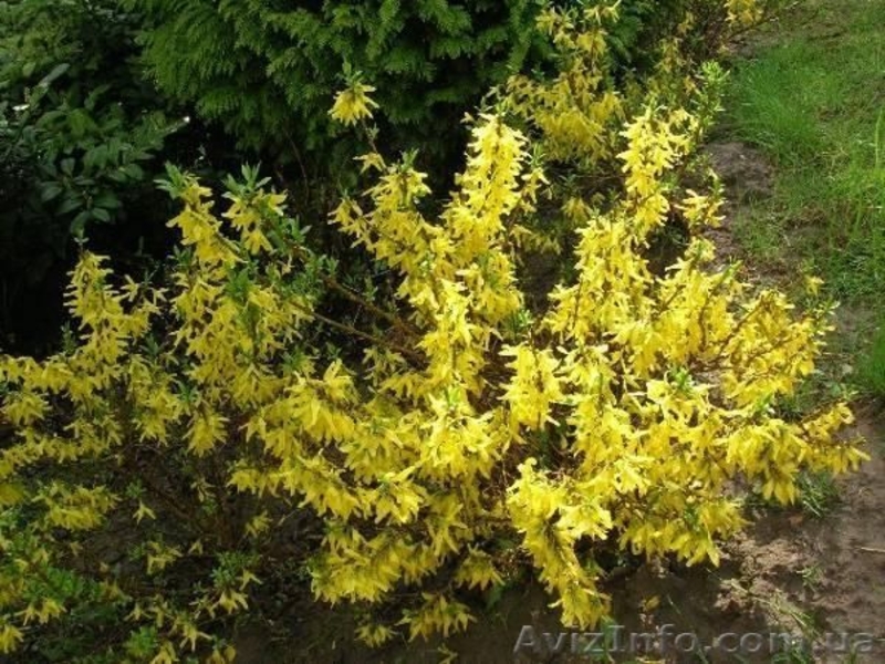 ФОРЗИЦИЯ - Многолетник (саженцы) - <ro>Изображение</ro><ru>Изображение</ru> #1, <ru>Объявление</ru> #605177