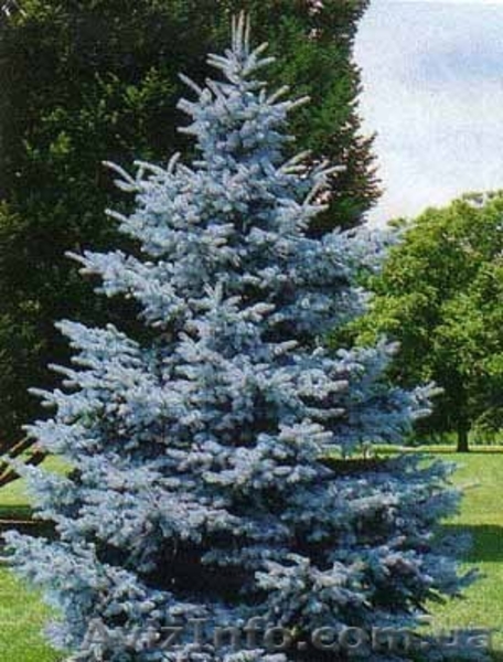 Ялинка голуба, саженці, ель голубая, новорічна ялинка - <ro>Изображение</ro><ru>Изображение</ru> #1, <ru>Объявление</ru> #790898