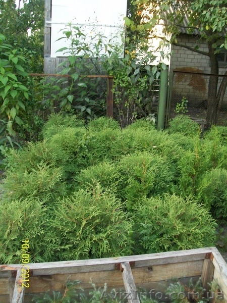 Ялинка голуба, саженці, ель голубая, новорічна ялинка - <ro>Изображение</ro><ru>Изображение</ru> #2, <ru>Объявление</ru> #790898