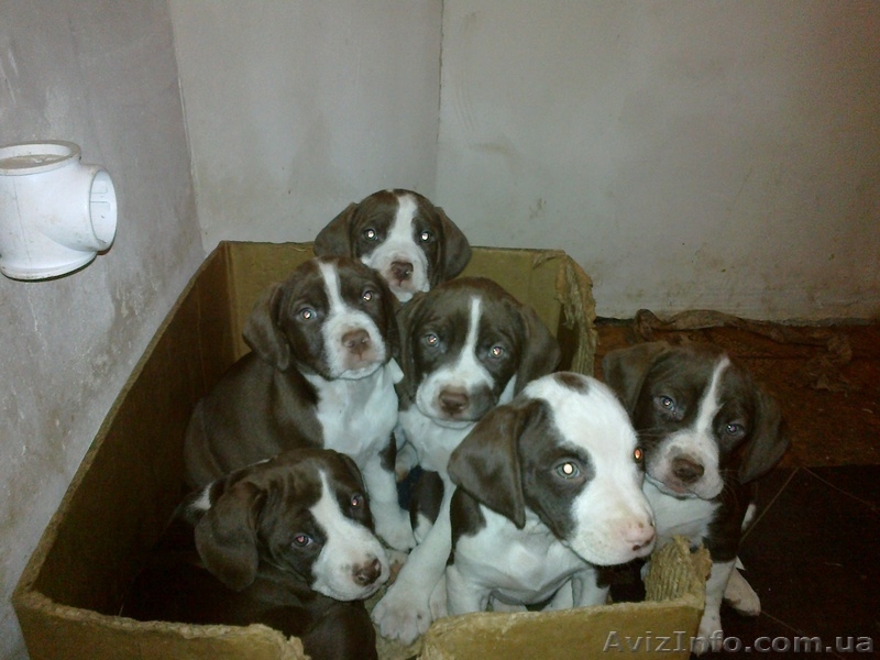 Отдам в хорошие руки метисов русского спаниеля - <ro>Изображение</ro><ru>Изображение</ru> #1, <ru>Объявление</ru> #814002