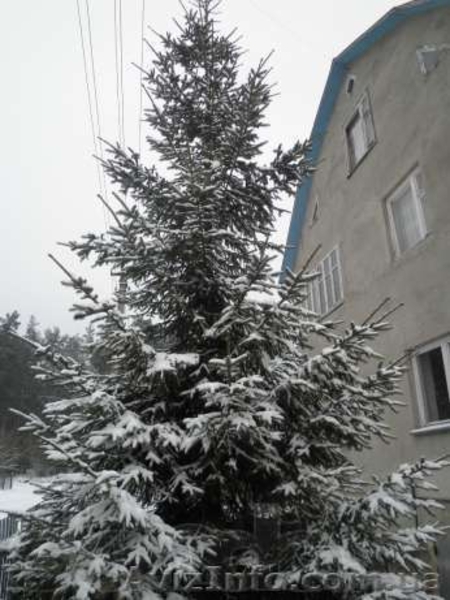 продам ялинку лiсову - <ro>Изображение</ro><ru>Изображение</ru> #2, <ru>Объявление</ru> #812773