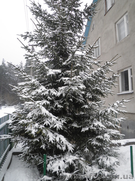продам ялинку лiсову - <ro>Изображение</ro><ru>Изображение</ru> #1, <ru>Объявление</ru> #812773