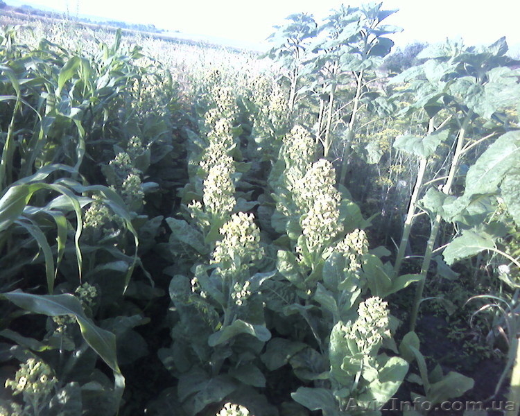 Семена табака курительного - <ro>Изображение</ro><ru>Изображение</ru> #2, <ru>Объявление</ru> #826717