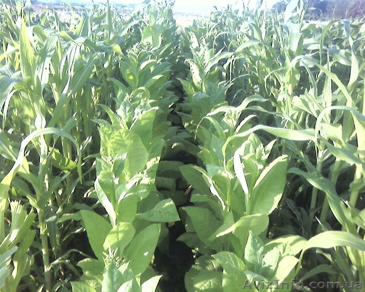 Семена табака курительного - <ro>Изображение</ro><ru>Изображение</ru> #4, <ru>Объявление</ru> #826717