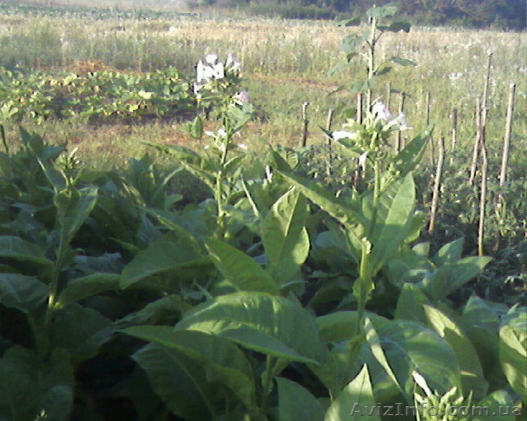 Семена табака курительного - <ro>Изображение</ro><ru>Изображение</ru> #5, <ru>Объявление</ru> #826717