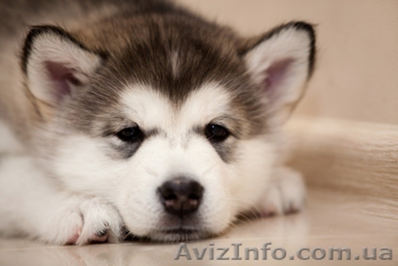 Великолепные щенки аляскинского маламута! - <ro>Изображение</ro><ru>Изображение</ru> #1, <ru>Объявление</ru> #866302