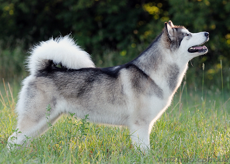 Великолепные щенки аляскинского маламута! - <ro>Изображение</ro><ru>Изображение</ru> #3, <ru>Объявление</ru> #866302