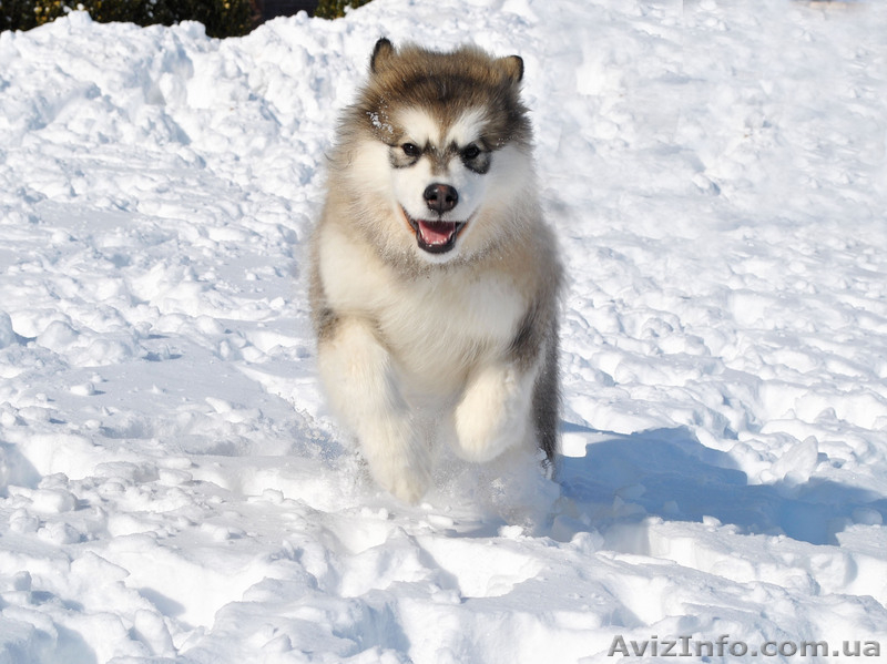 Великолепные щенки аляскинского маламута! - <ro>Изображение</ro><ru>Изображение</ru> #2, <ru>Объявление</ru> #866302
