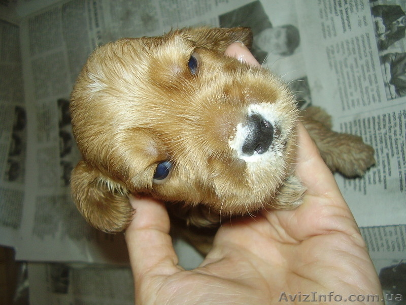 Щенки Английского спаниэля - <ro>Изображение</ro><ru>Изображение</ru> #2, <ru>Объявление</ru> #941449